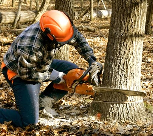 Tree Removal in Royal Oak, MD
